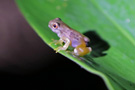 Glassfrog